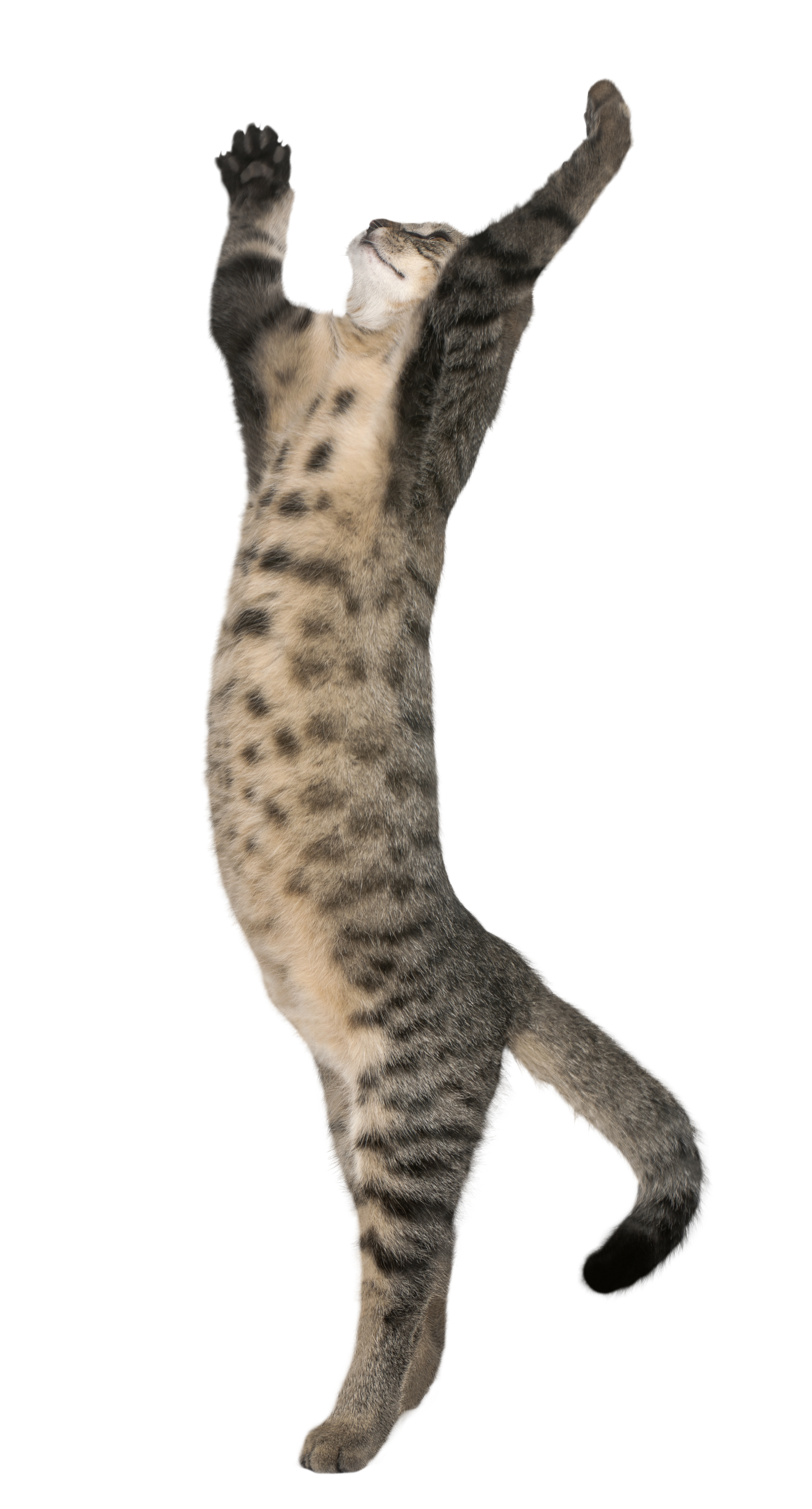 Yoga Duruşunda Sevimli Kedi