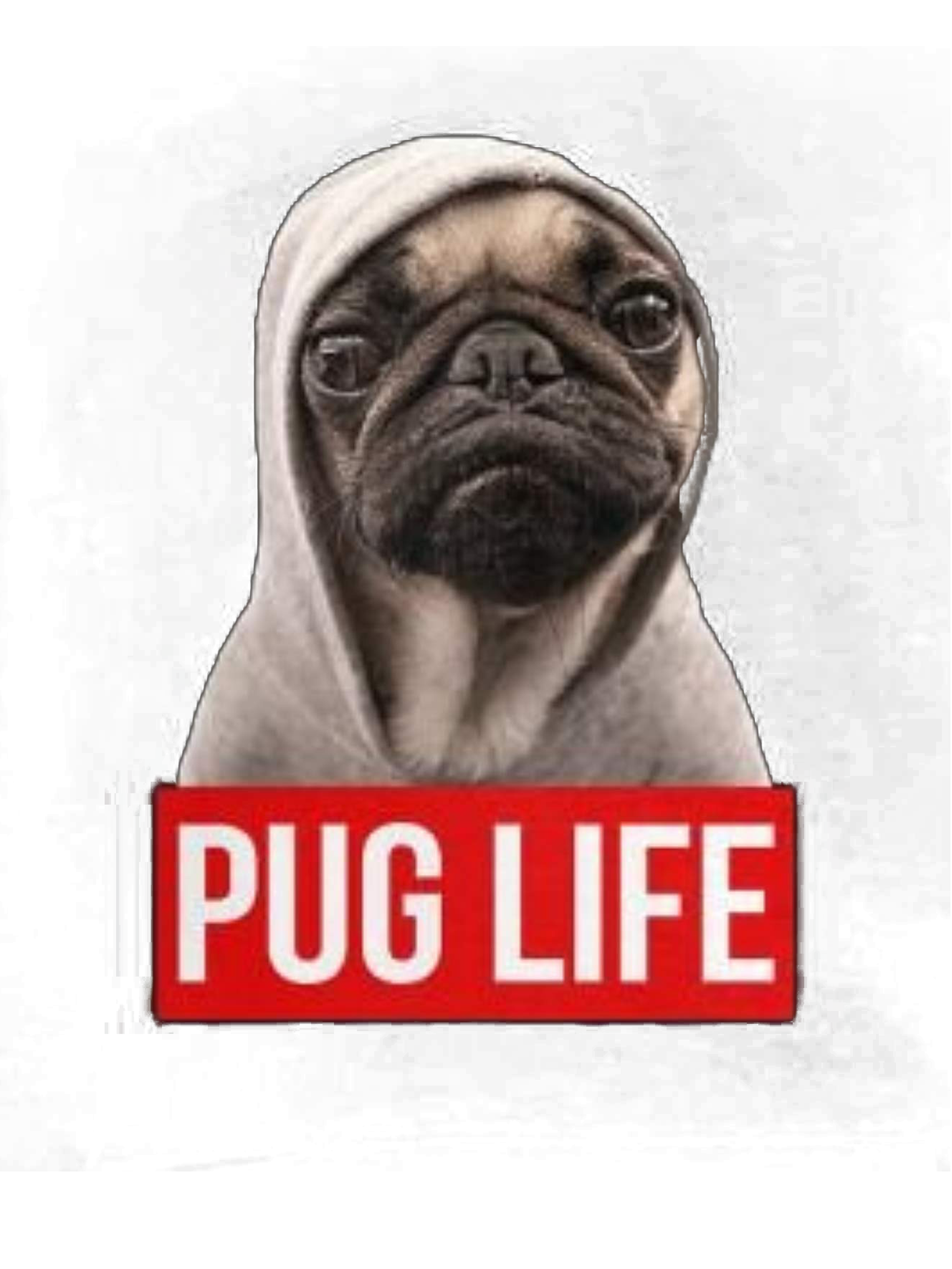 Pug Hayatı Mizahı
